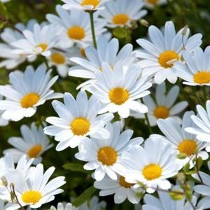 Meet your Posher, Savannah